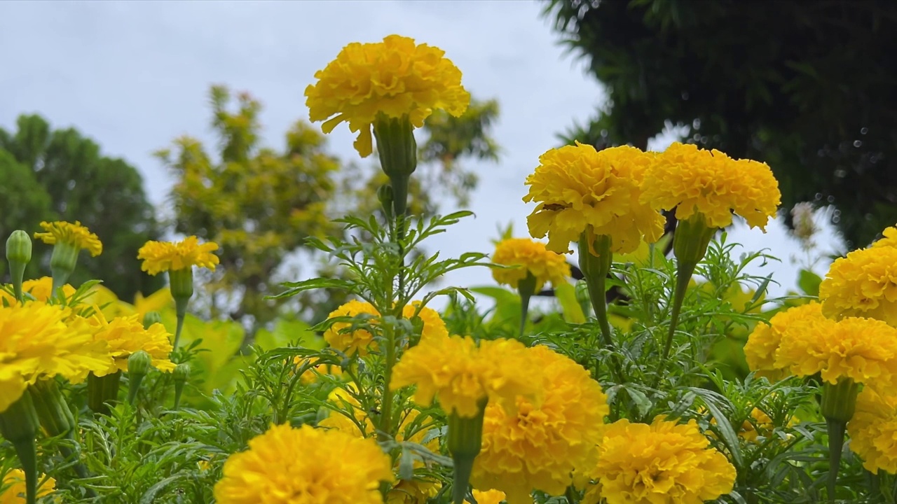 花视频下载