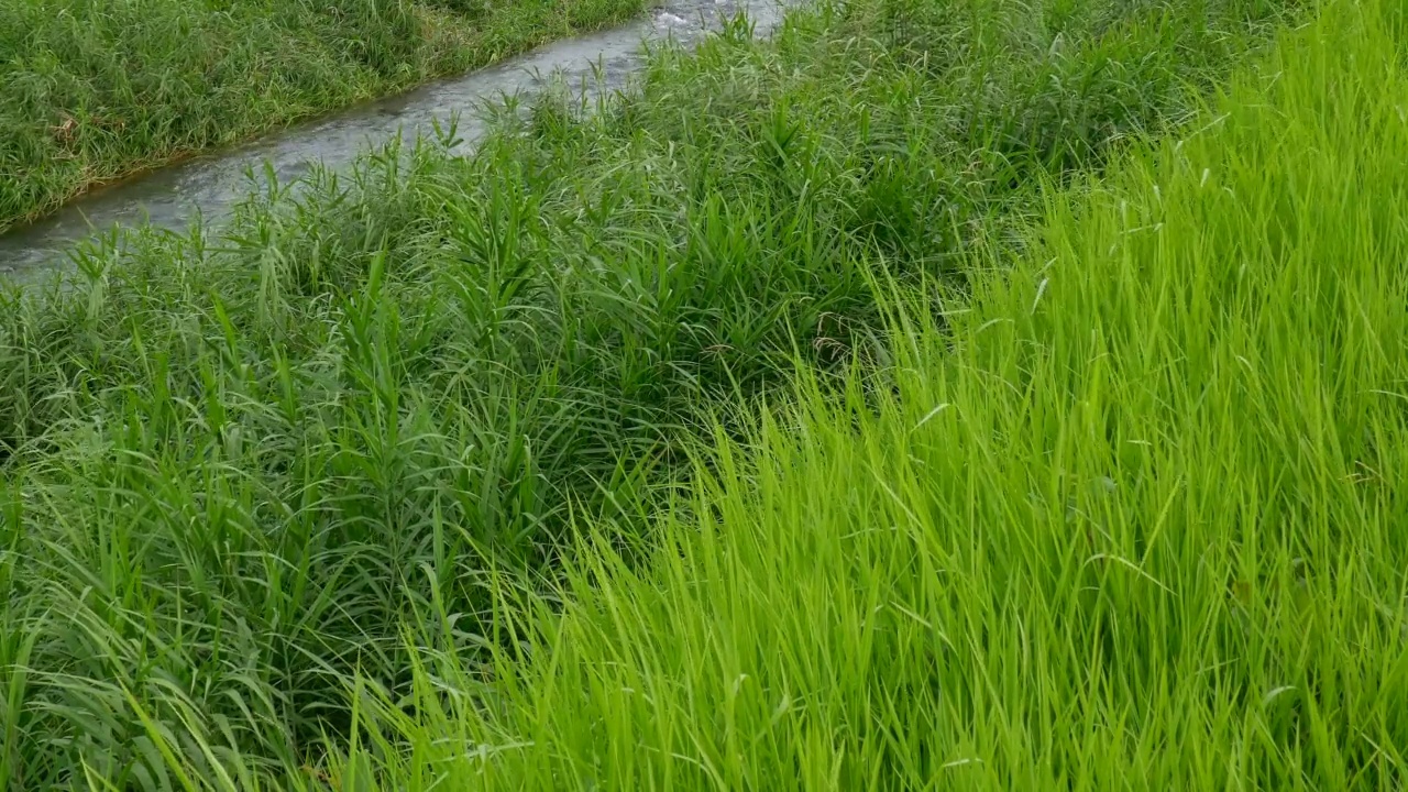 绿色的河岸植物。视频素材