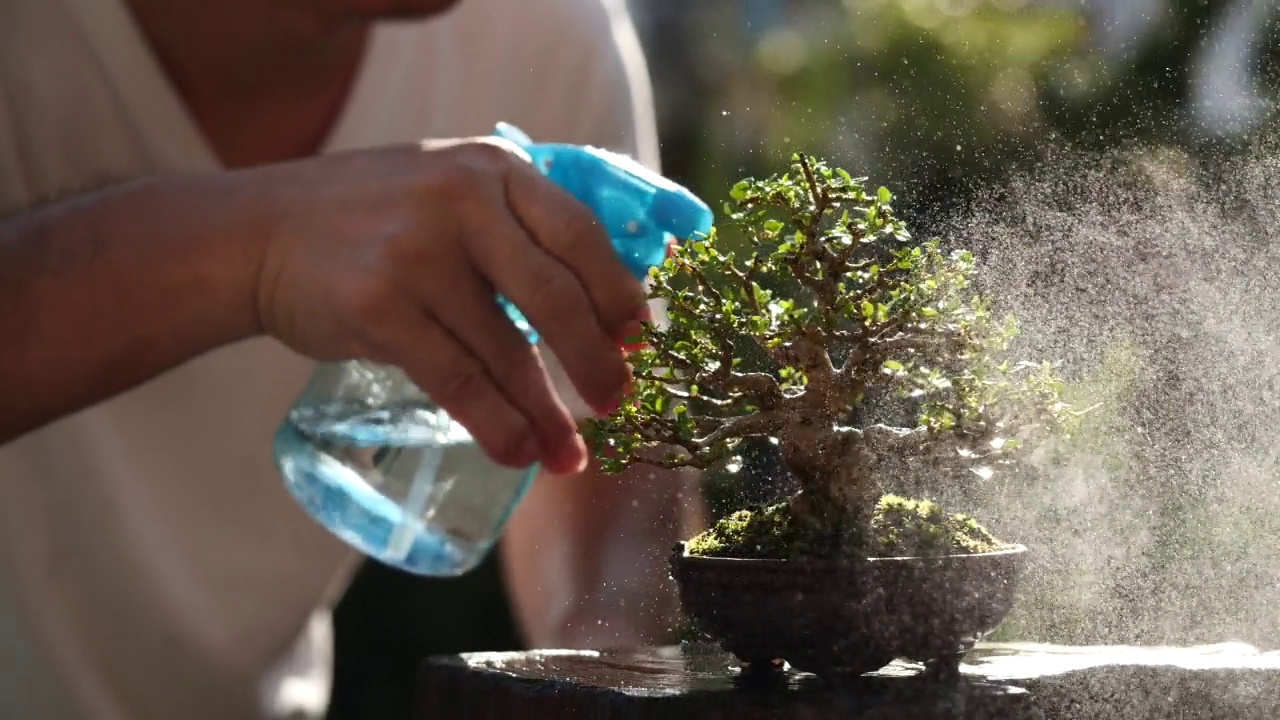 亚洲人喷水盆景树生长绿色盆景盆景在早晨的阳光自然居家花园背景下，慢动作。概念盆景，园艺，树，植物，浇水，生长，绿色视频素材