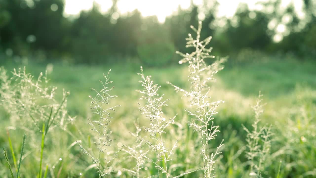 绿草带露视频素材