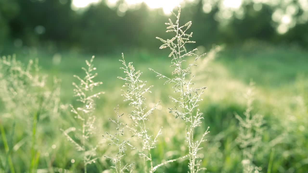 绿草带露视频下载