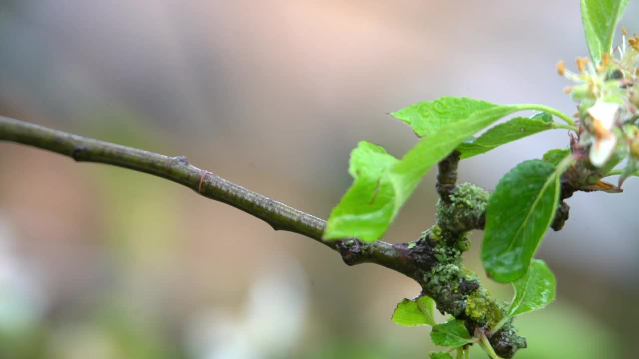 苹果在春雨中开花视频素材