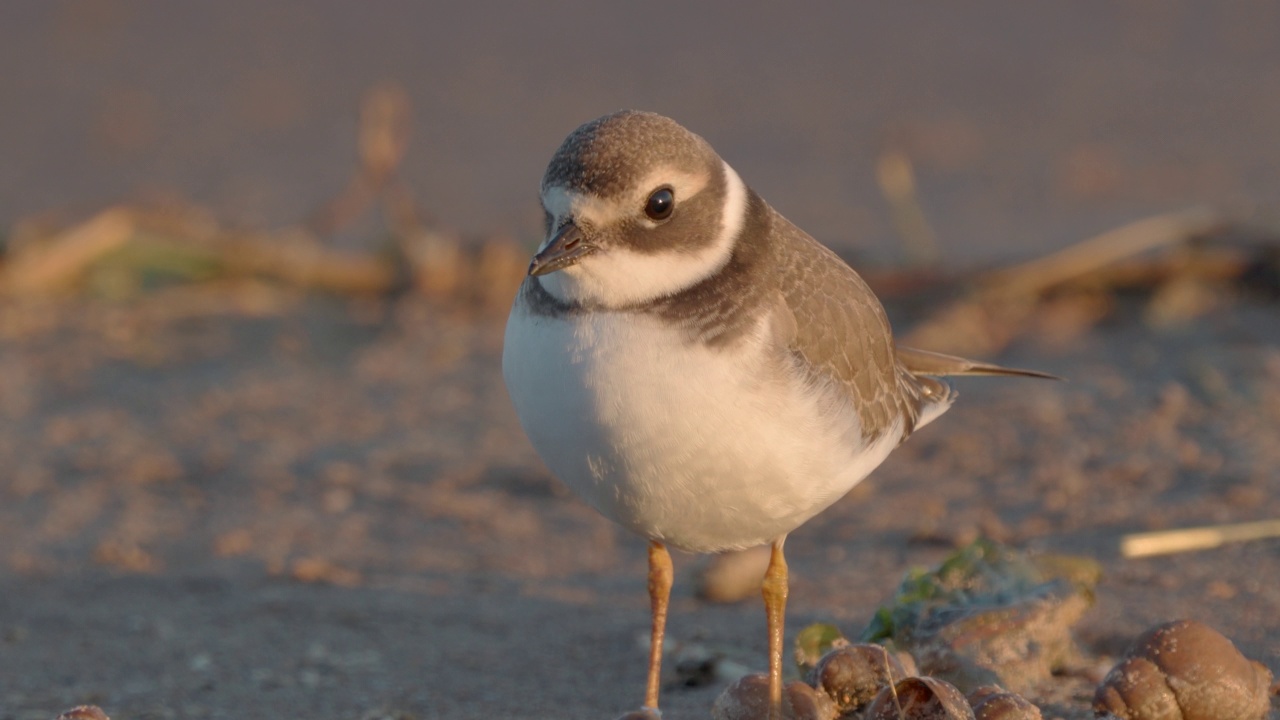 在一个阳光明媚的夏日清晨，年轻的环斑鸠(Charadrius hiaticula)沿着沙滩漫步。视频素材