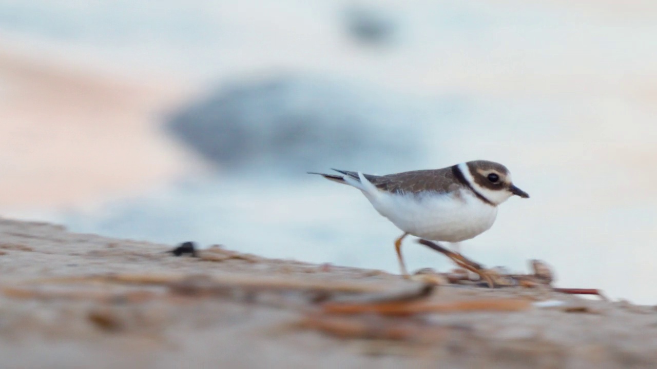 在一个阳光明媚的夏日清晨，年轻的环斑鸠(Charadrius hiaticula)沿着沙滩漫步。视频素材