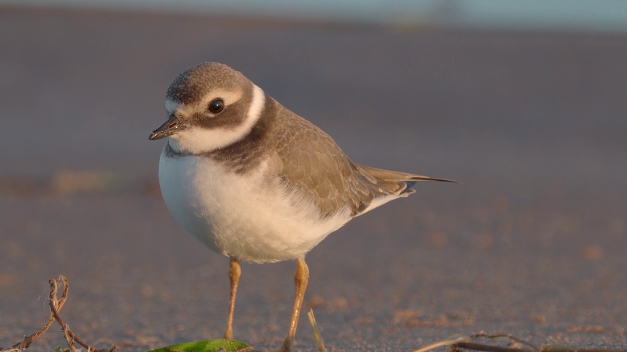 在一个阳光明媚的夏日清晨，年轻的环斑鸠(Charadrius hiaticula)沿着沙滩漫步。视频素材