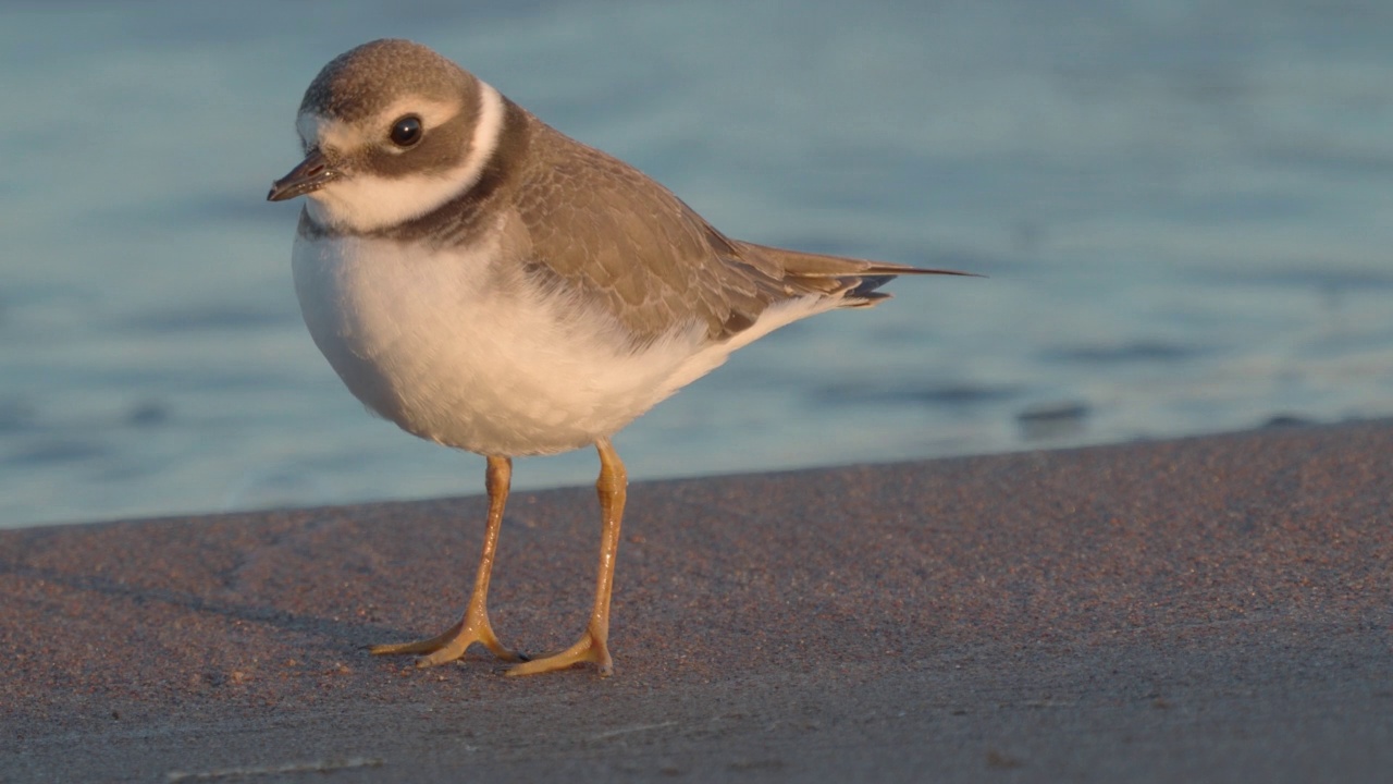 在一个阳光明媚的夏日清晨，年轻的环斑鸠(Charadrius hiaticula)沿着沙滩漫步。视频素材