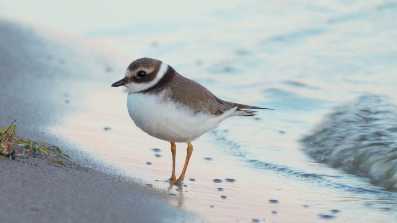 在一个阳光明媚的夏日清晨，年轻的环斑鸠(Charadrius hiaticula)沿着沙滩漫步。视频素材