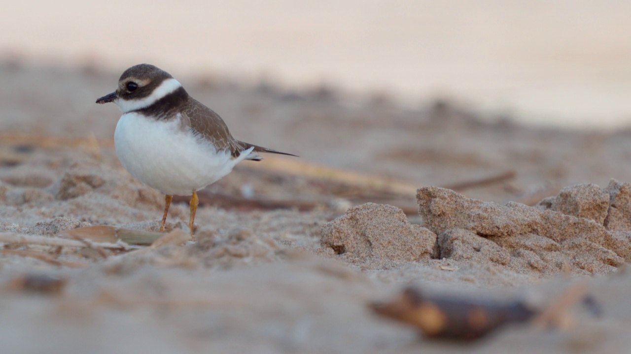 在一个阳光明媚的夏日清晨，年轻的环斑鸠(Charadrius hiaticula)沿着沙滩漫步。视频素材