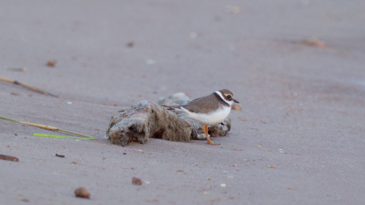 在一个阳光明媚的夏日清晨，年轻的环斑鸠(Charadrius hiaticula)沿着沙滩漫步。视频素材