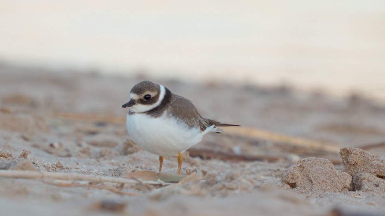 在一个阳光明媚的夏日清晨，年轻的环斑鸠(Charadrius hiaticula)沿着沙滩漫步。视频素材