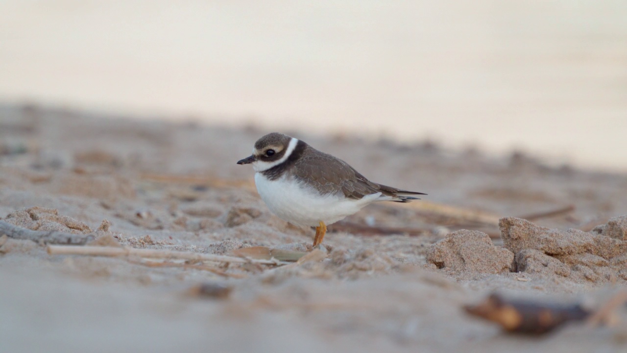 在一个阳光明媚的夏日清晨，年轻的环斑鸠(Charadrius hiaticula)沿着沙滩漫步。视频素材