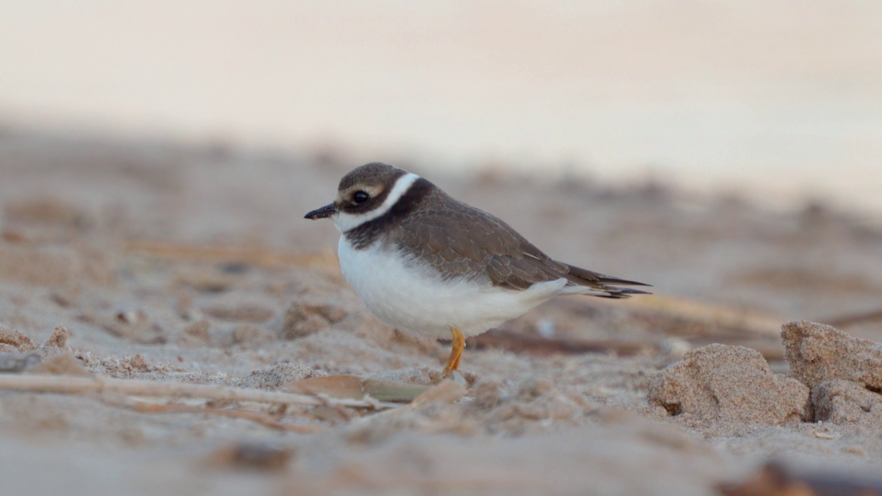 在一个阳光明媚的夏日清晨，年轻的环斑鸠(Charadrius hiaticula)沿着沙滩漫步。视频素材