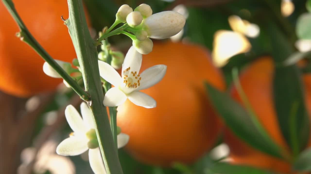 绿色的柑橘树的枝头上开着白色的橙香花视频素材