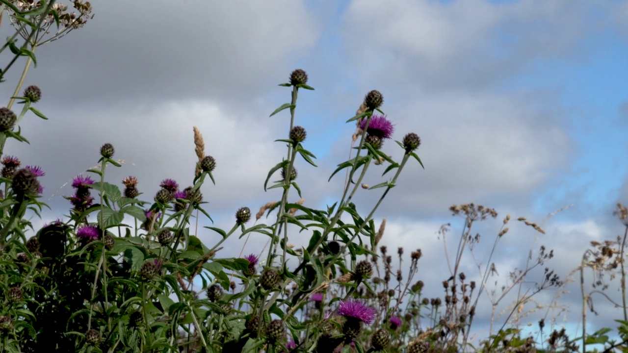 野蓟(Cirsium vulgare)苏格兰国花视频素材