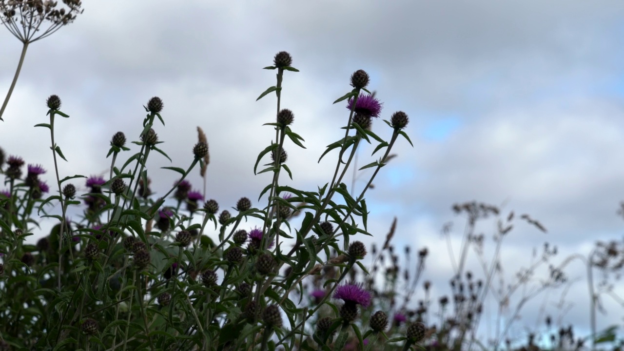 苏格兰国花蓟草(Cirsium vulgare)视频素材