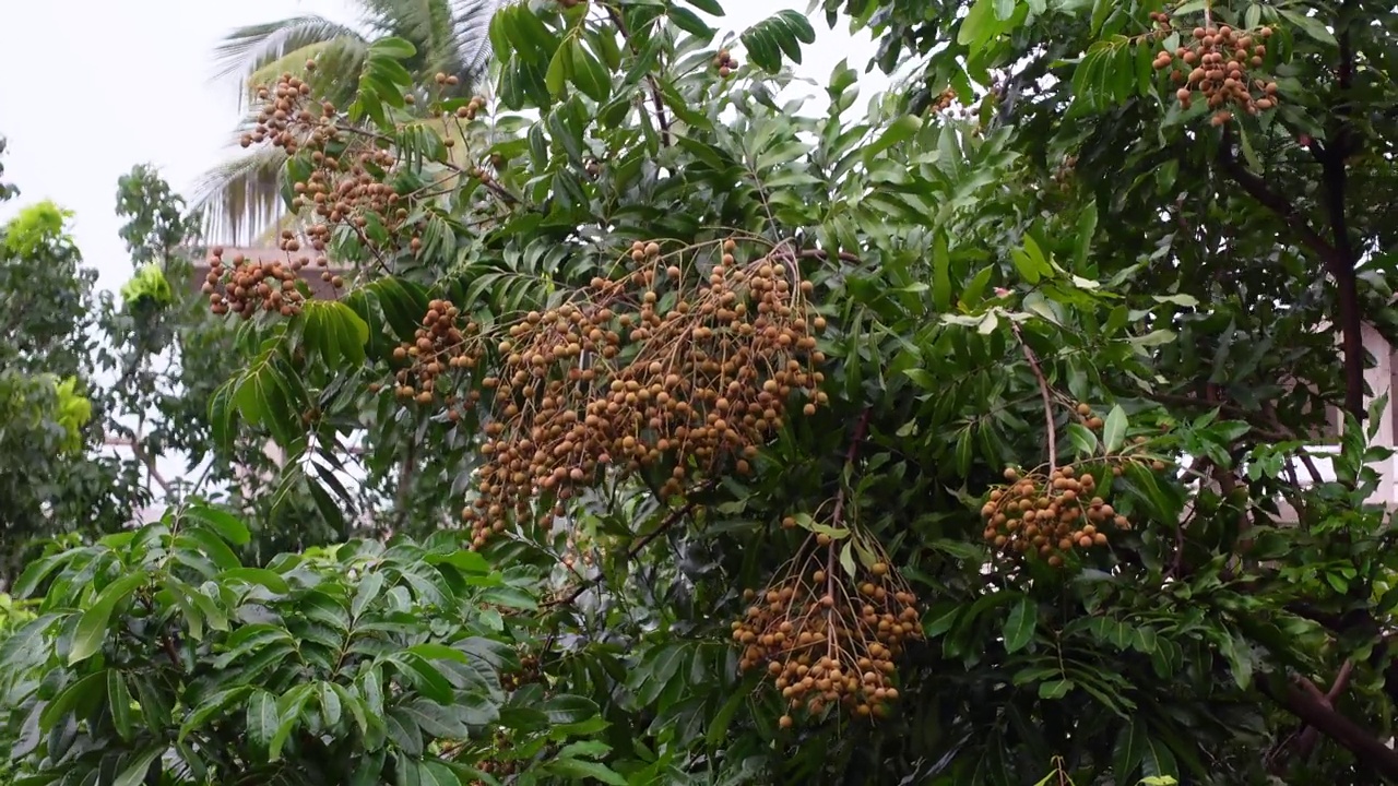 一串串的龙眼(Dimocarpus longan)果实挂在绿叶树上。孟加拉国的热带水果龙眼。4k视频。视频素材