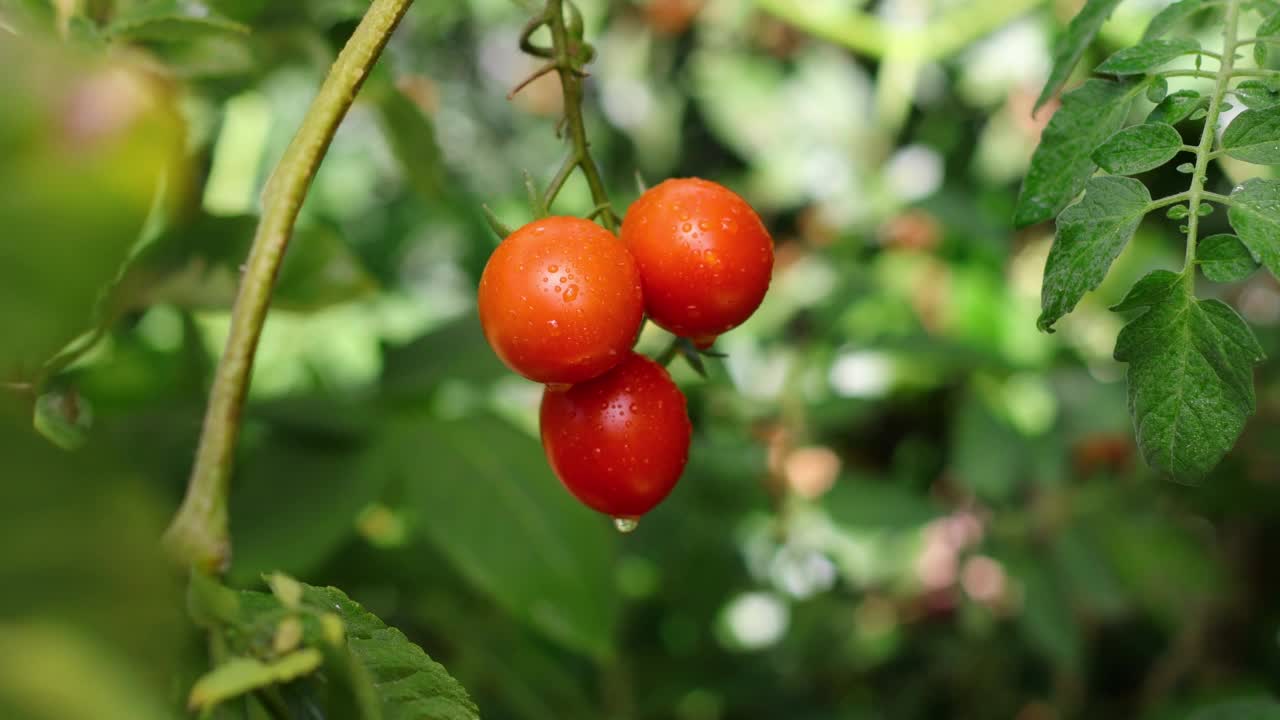 绿色和红色的小西红柿在农场里成熟。花园里的番茄树正在结果。小西红柿是绿色的。新鲜的绿色西红柿挂在蔬菜农场的树上视频素材