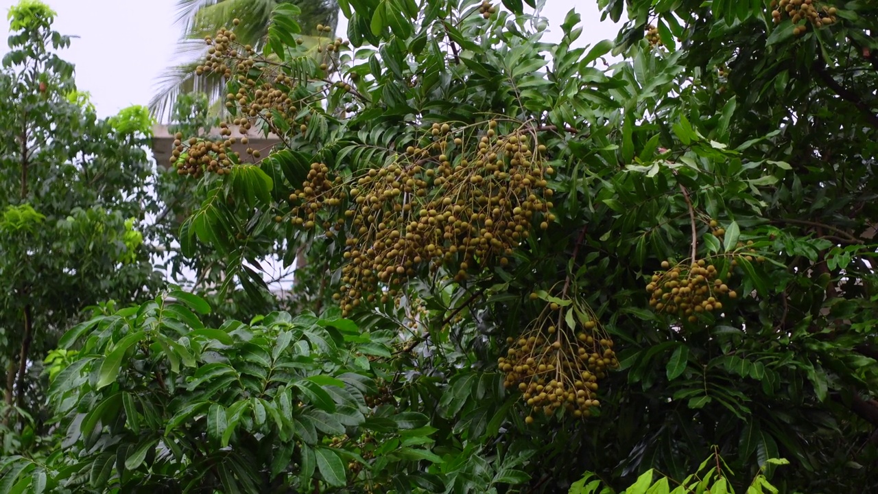 一串串的龙眼(Dimocarpus longan)果实挂在绿叶树上。孟加拉国的热带水果龙眼。4k视频。视频素材