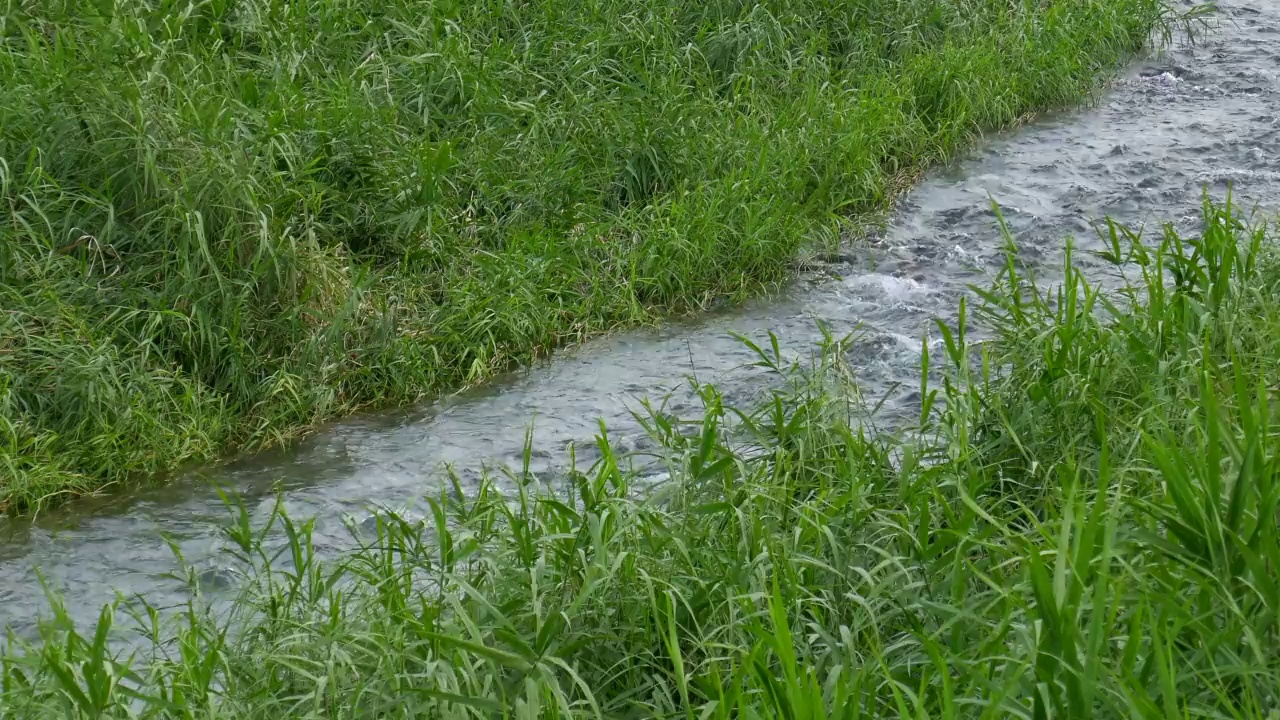 河流流量和河岸植物视频素材