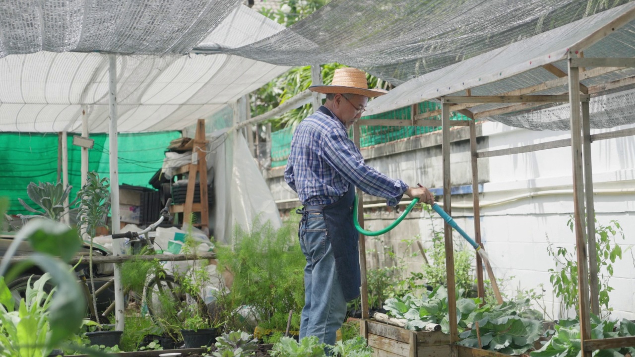 本土生产。肖像长者园丁喷洒水在有机蔬菜植物在后院。老年农民在社区花园收割新鲜作物视频素材