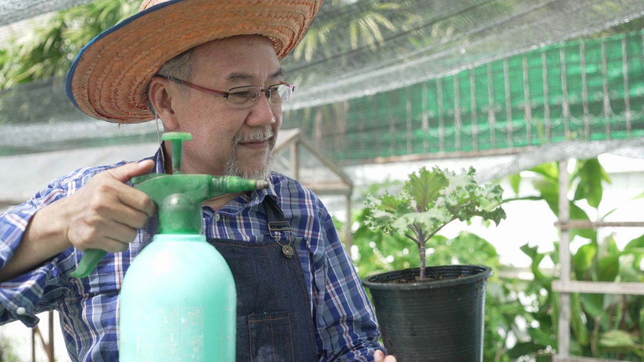 本土生产。肖像长者园丁喷洒水在有机蔬菜植物在后院。高级农民在社区花园收割新鲜作物视频素材