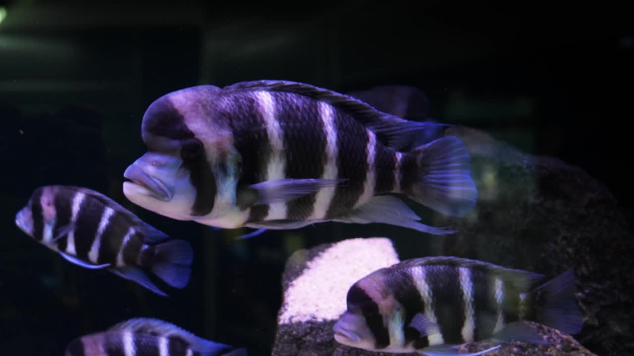 Cyphotilapia六间。水族馆里的海鱼特写视频素材