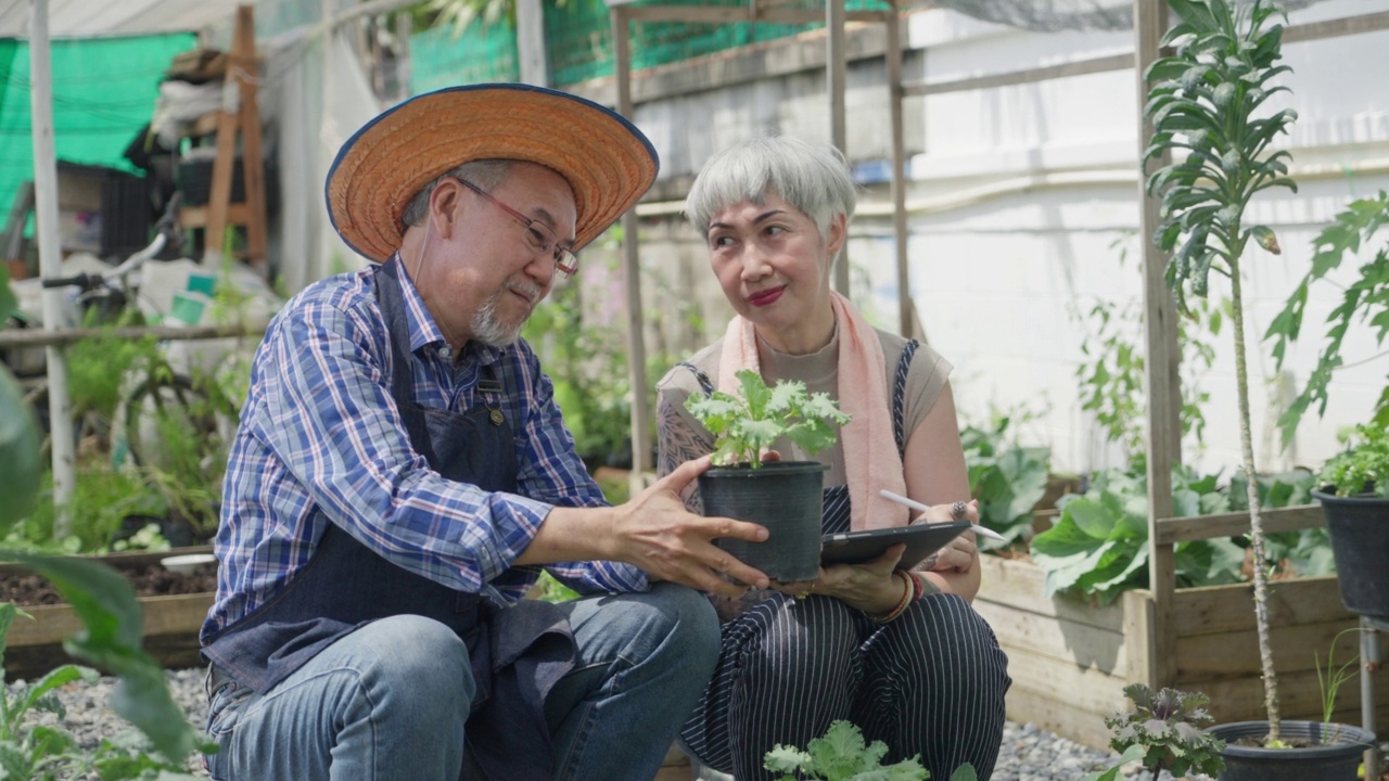 本土生产。老年夫妇在后院种植有机蔬菜时互相照顾视频素材