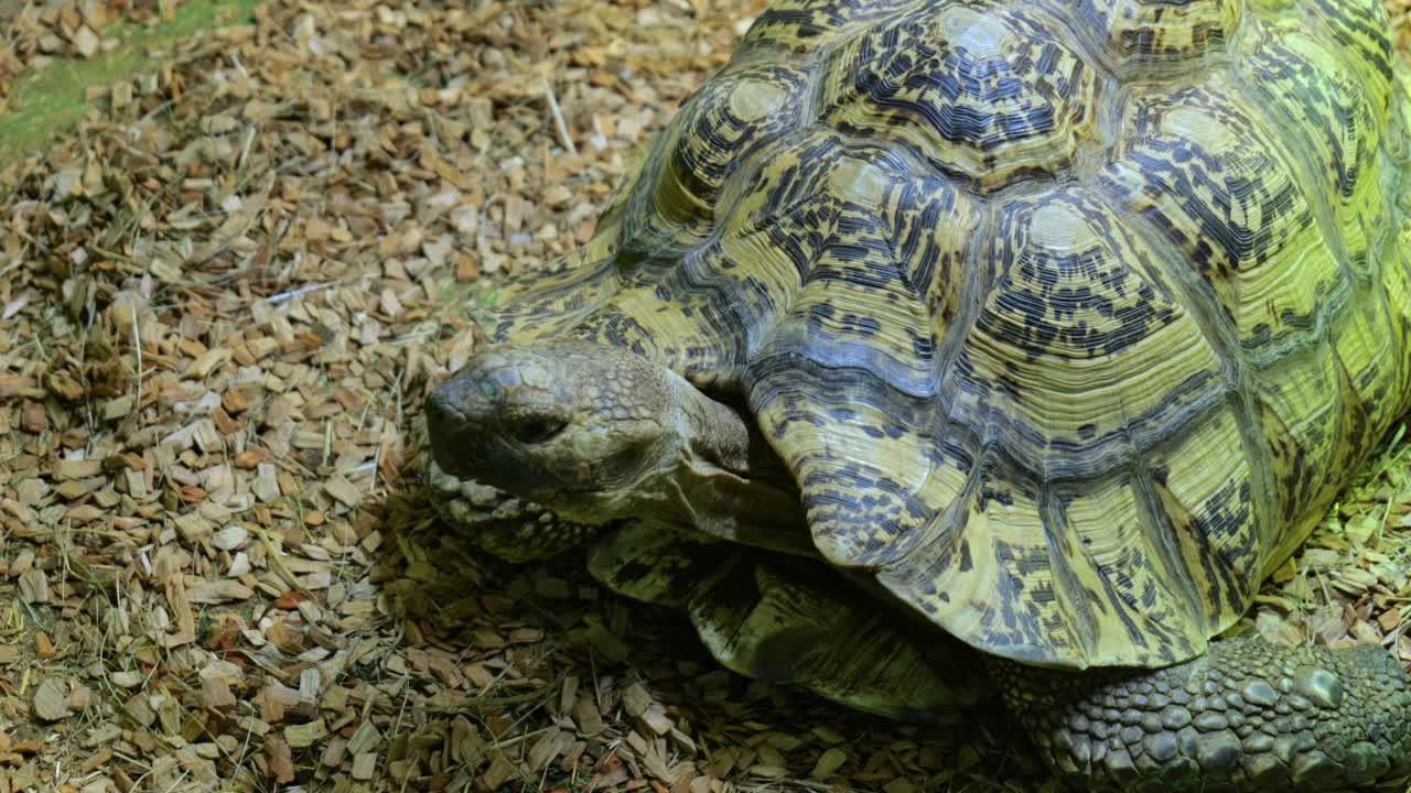 水族箱里的大乌龟特写视频素材