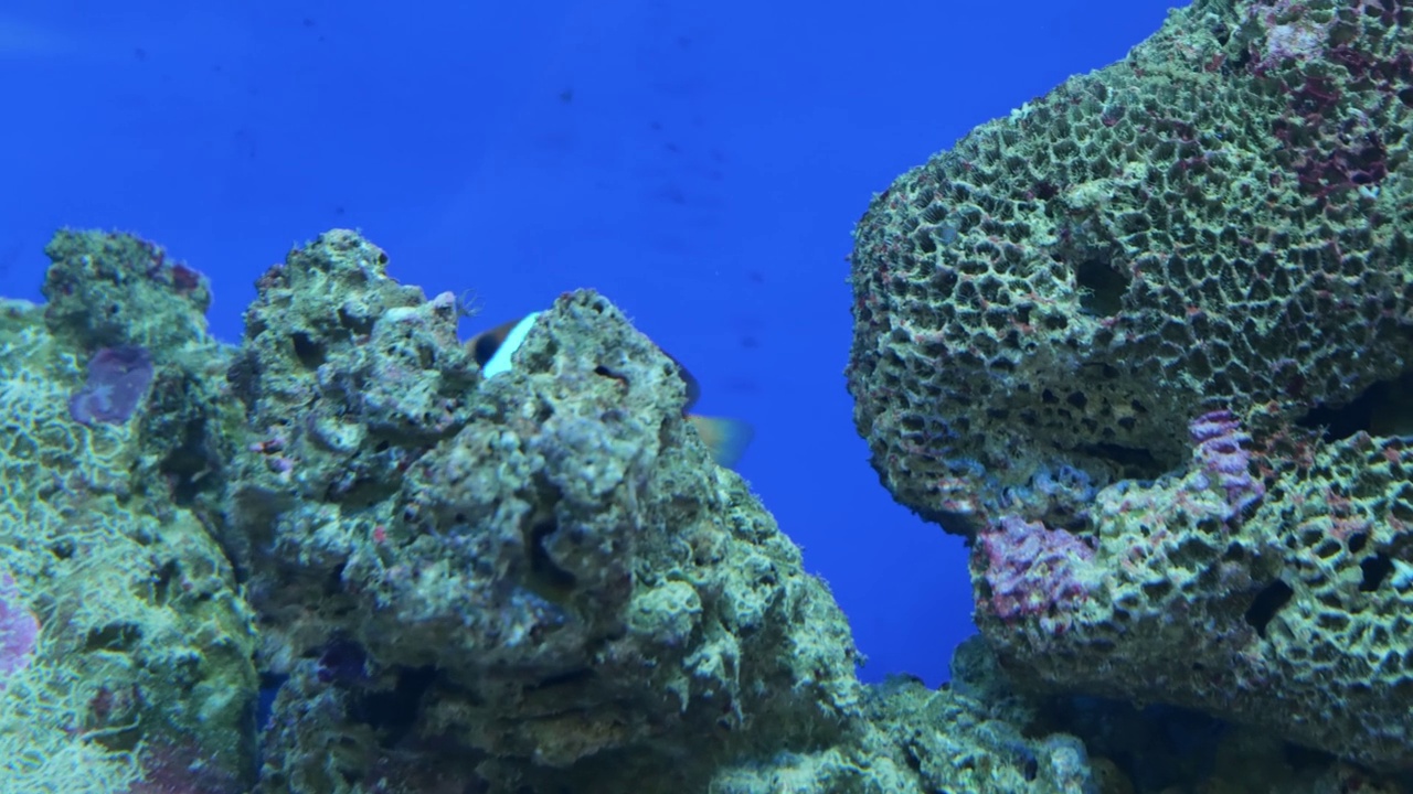 双frenatus。水族馆里的海鱼特写视频素材