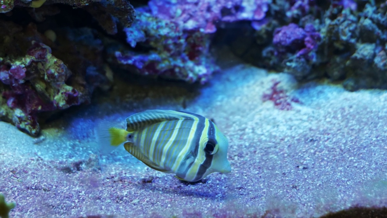 Sailfin唐(Zebrasoma velifer)。水族馆里的海鱼特写视频素材