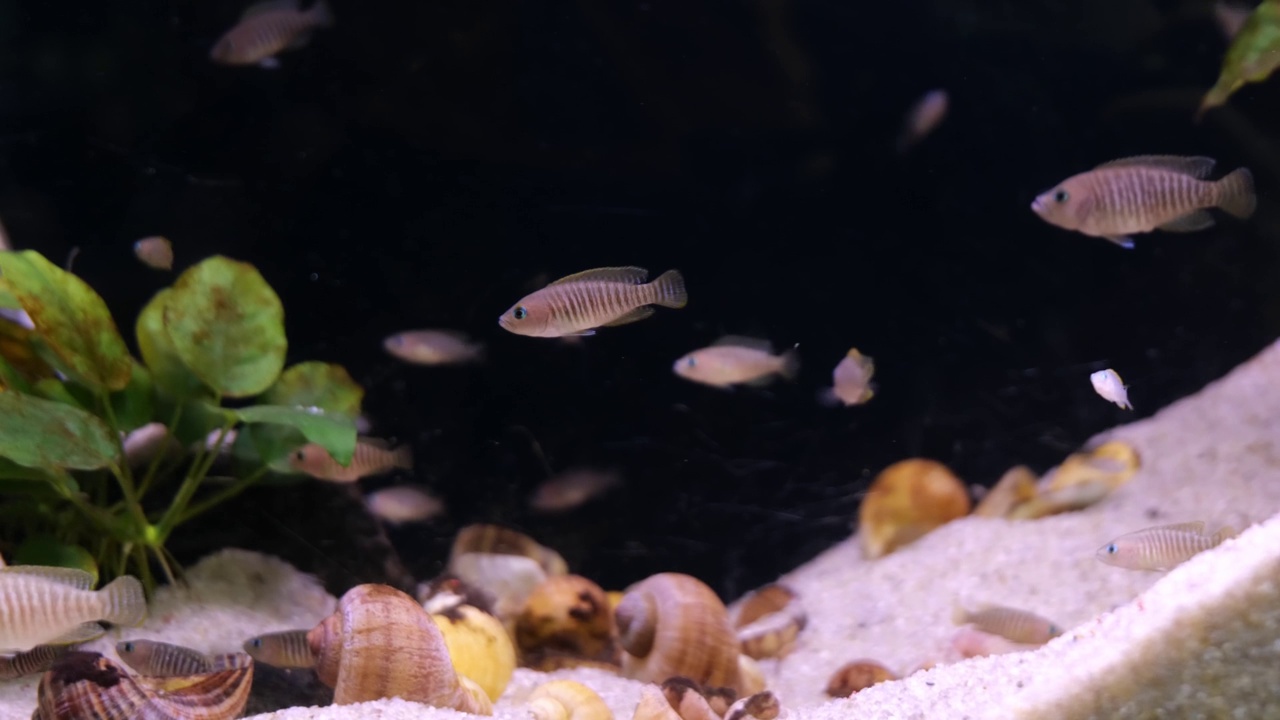 Neolamprologus multifasciatus。水族馆里的海鱼特写视频素材