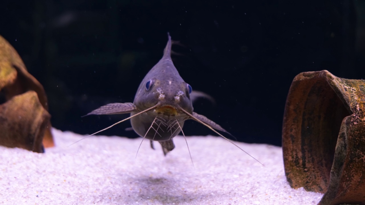 synodontis。水族馆里长着胡子的鱼视频素材