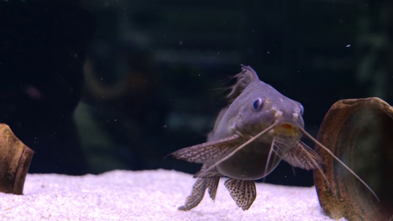 synodontis。水族馆里长着胡子的鱼视频素材