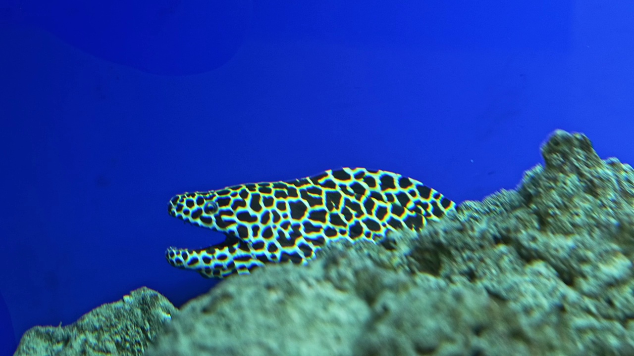 蜂窝状的海鳗一起在珊瑚岩石上悬垂。在水族馆里，海鳗从石头后面看过去视频素材