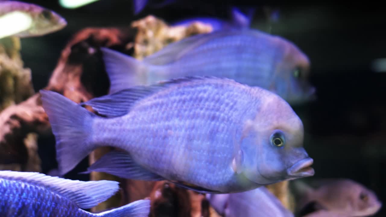 haplochromis moorii。水族馆里的蓝色海鱼视频素材