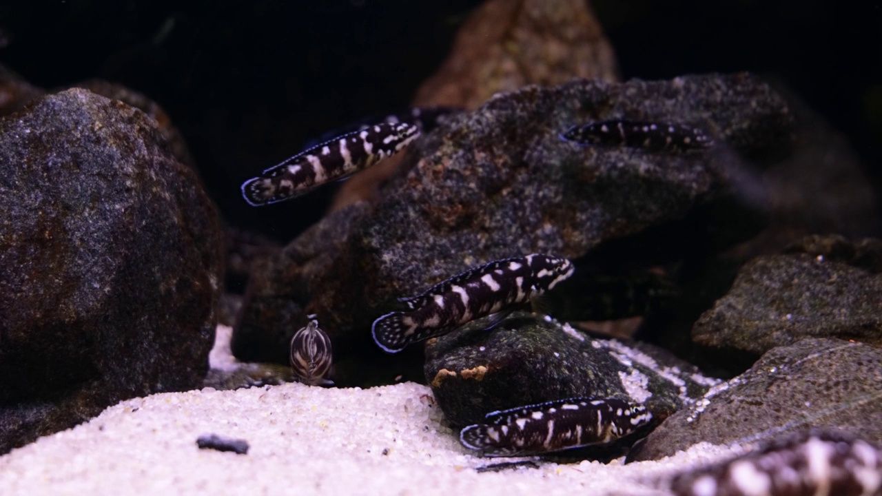 julidochromis Marlieri。水族馆里的斑点海鱼视频素材