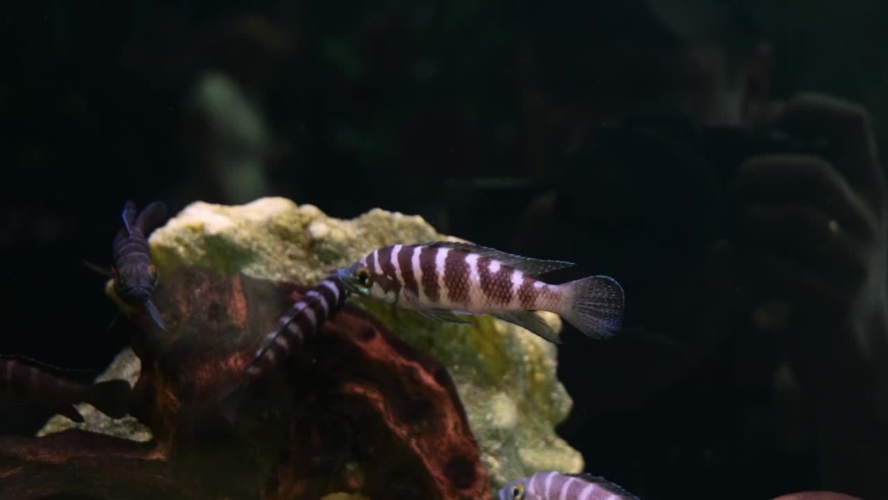 Neolamprologus马来群岛。水族馆里的海鱼特写视频素材