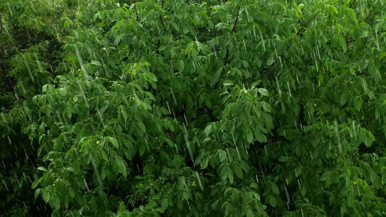 夏雨背景下，雨滴落在树上的叶子上视频素材