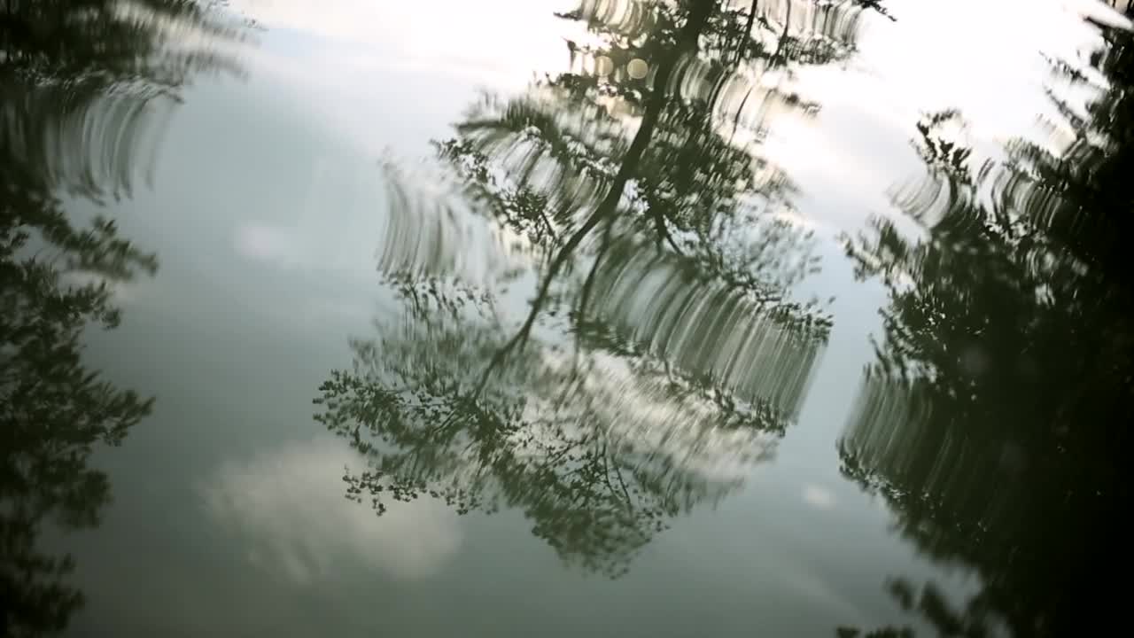 游泳池里的树倒影视频素材