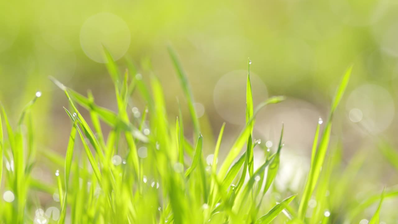 新鲜的绿草上夹着露珠。晨露。视频素材