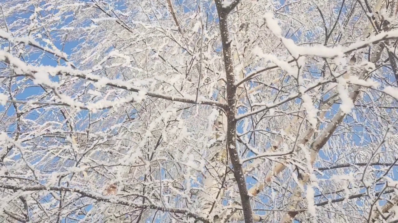 冬天白桦树被雪覆盖视频素材