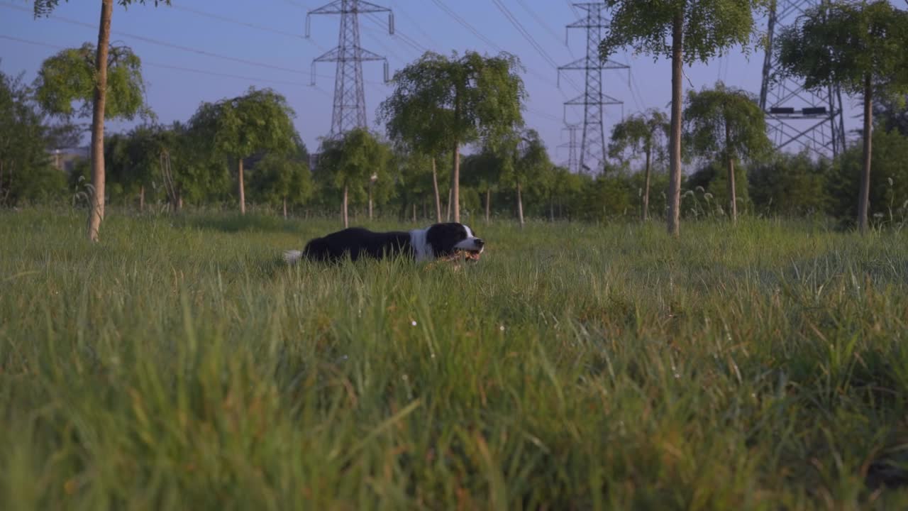 绿草牧场的狗带着棍子视频下载