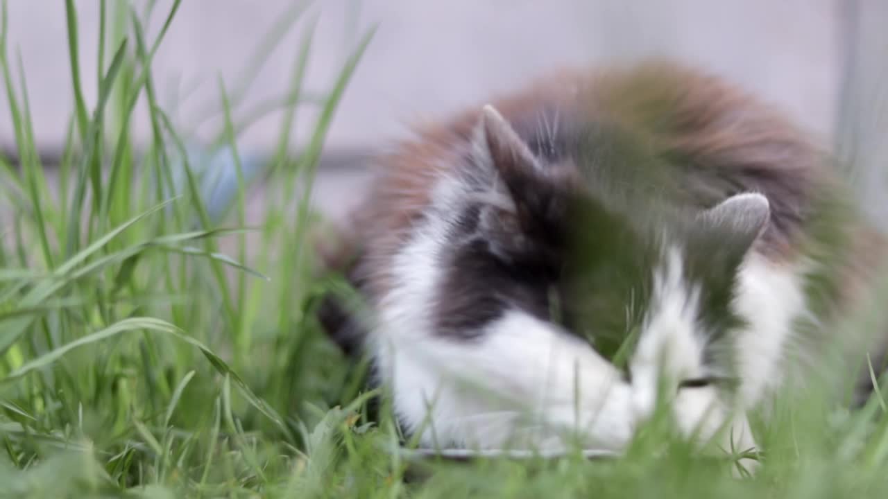 一只流浪猫在户外草地上吃着金属碗里的类似食物。流浪动物流浪街头的概念。因2022年乌克兰战争而被遗弃的宠物。视频素材