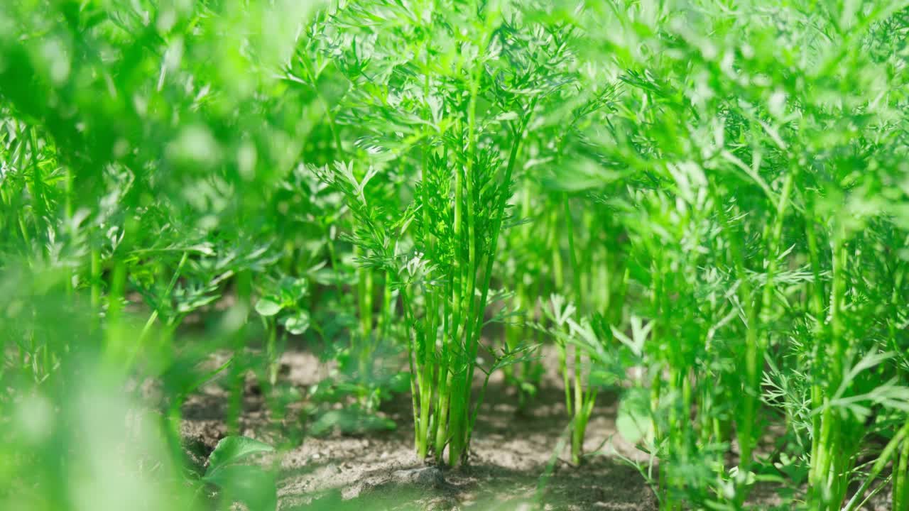 种植胡萝卜，收获理念。乡村生活和自制蔬菜的概念。视频素材