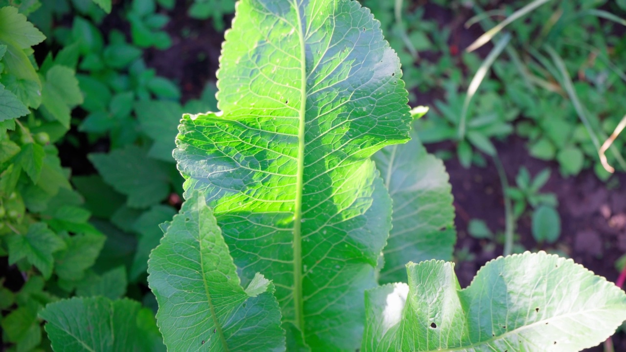 山葵叶栽培植物，流行于俄罗斯，其叶和根用于烹饪和医药。视频素材