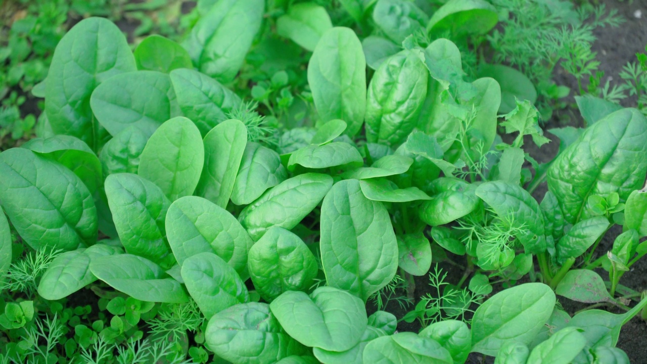 蔬菜农场的花园里种的菠菜。在你自己的菜园里种植健康的食物视频素材