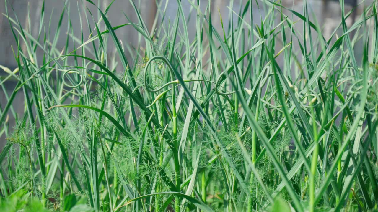 在夏季干燥晴朗的天气下，在乡间的花园里种青蒜。视频素材