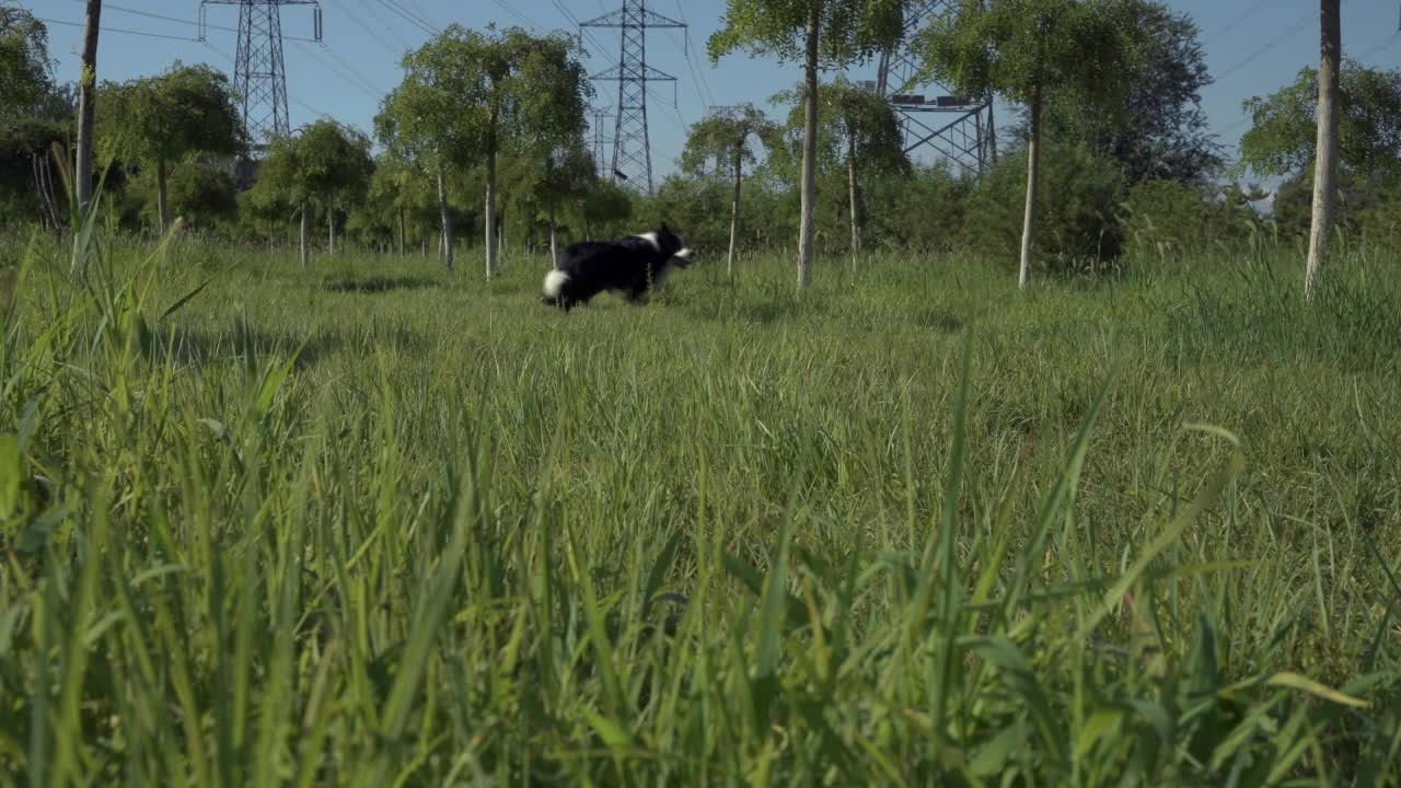 绿草牧场的狗带着棍子视频下载