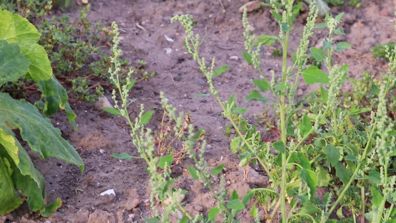 有机南瓜田成熟的有机农田与低角度的视角在日落显示田园种植南瓜和感恩节南瓜健康农业与绿叶背光视频素材