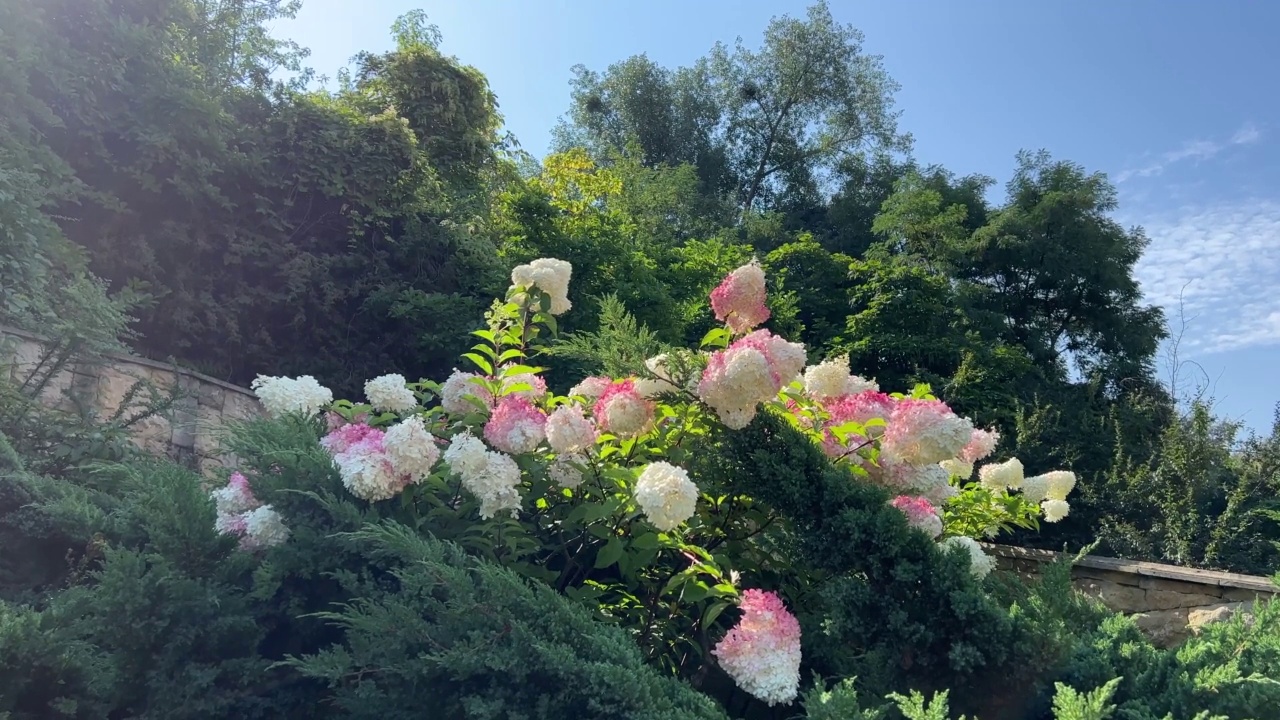 公园里的绣球花是美丽的观赏灌木，开着白色的粉红色的花。视频素材